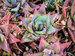 Aloe brevifolia