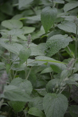 Stachys sylvatica