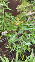 Collomia grandiflora