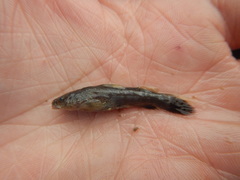 Pylodictis olivaris