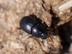 Agrilinus ater