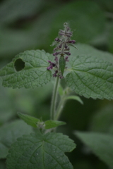 Stachys sylvatica