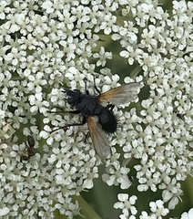 Zophomyia temula