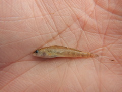 Etheostoma