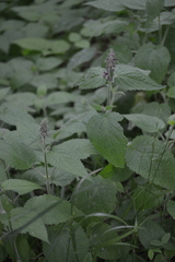 Stachys sylvatica