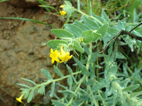 Image of Lithospermum californicum by no rights reserved