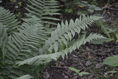 Dryopteris filix-mas