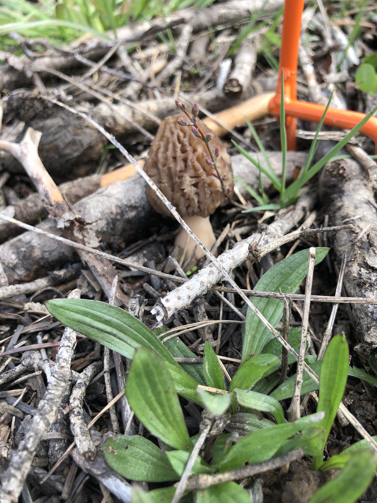 true morels from Palouse Divide Rd, Deary, ID, US on May 08, 2022 at 10