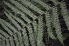 Dryopteris filix-mas