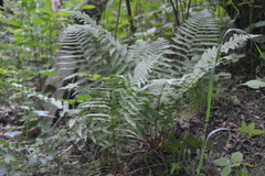 Dryopteris filix-mas