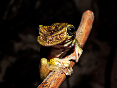 Triprion spatulatus