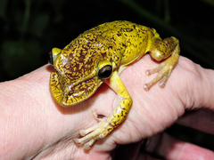 Triprion spatulatus
