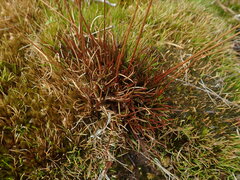 Luzula rufa rufa