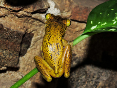 Triprion spatulatus