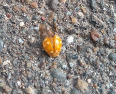 Calvia quindecimguttata