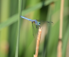 Pachydiplax longipennis