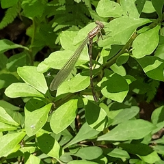 Chromagrion conditum