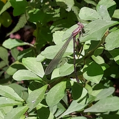 Chromagrion conditum