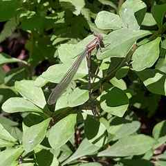 Chromagrion conditum