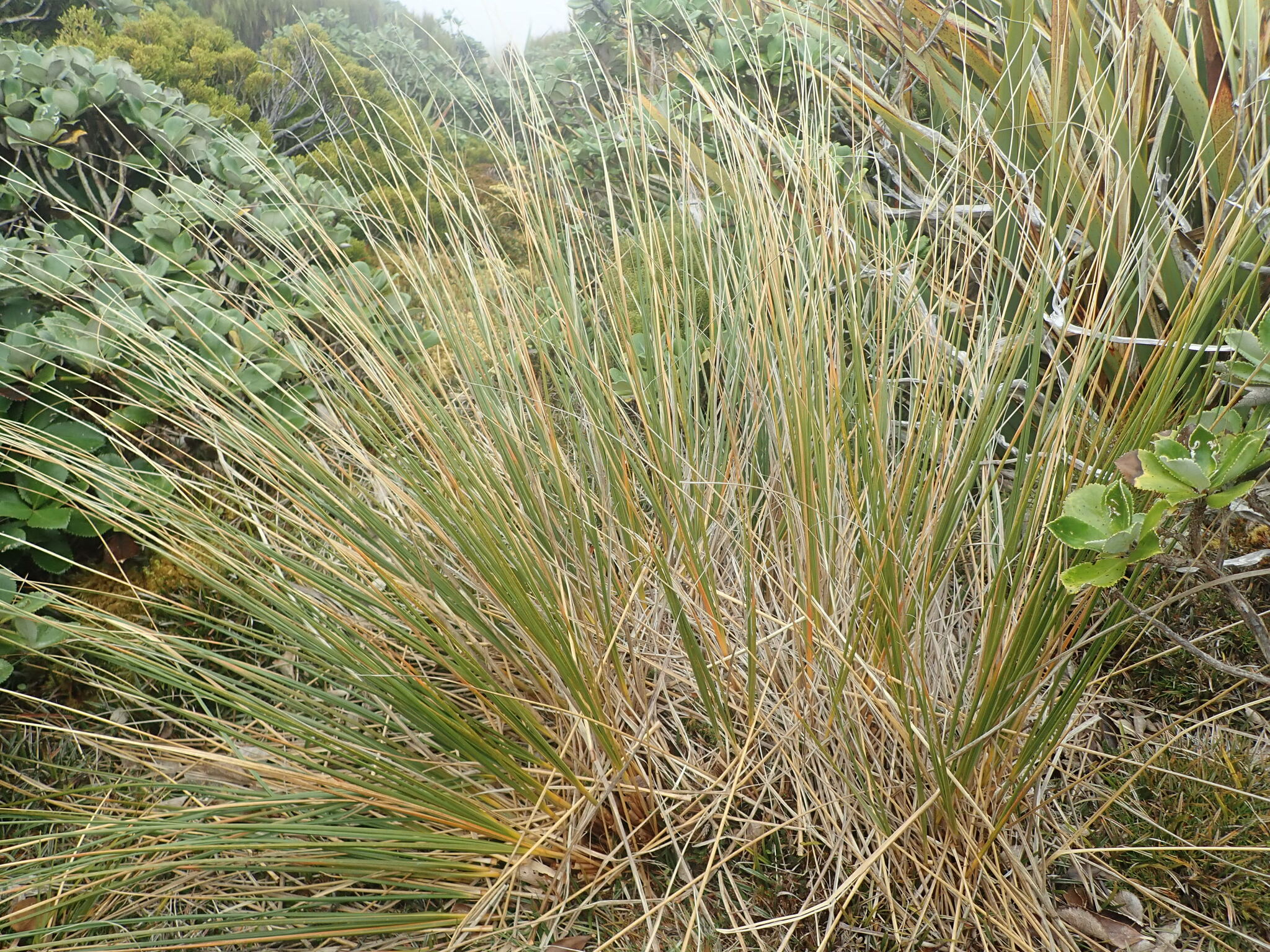 Chionochloa rigida ssp. amara