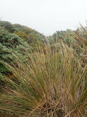 Chionochloa rigida amara