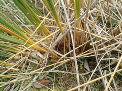 Chionochloa rigida amara