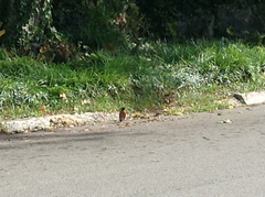 Turdus migratorius