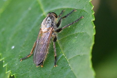 Eutolmus rufibarbis