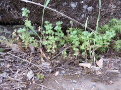 Alchemilla australis