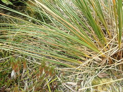 Chionochloa rigida amara