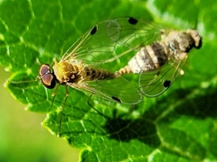 Chrysopilus modestus