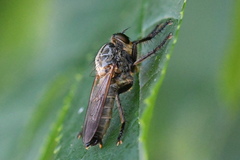 Eutolmus rufibarbis