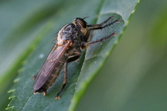 Eutolmus rufibarbis