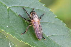 Eutolmus rufibarbis