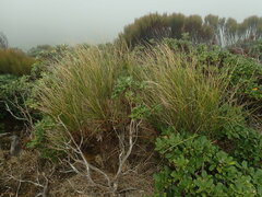 Chionochloa rigida amara