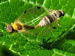 Chrysopilus modestus