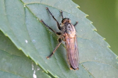 Eutolmus rufibarbis