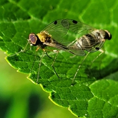Chrysopilus modestus