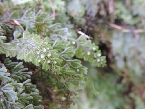 Hymenophyllaceae image