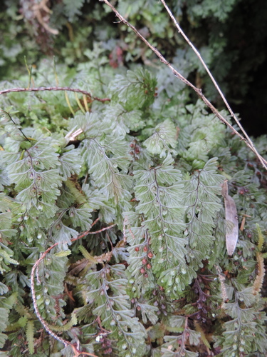 Hymenophyllum tunbrigense image