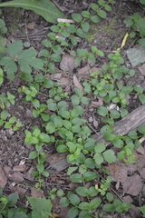 Lysimachia nummularia