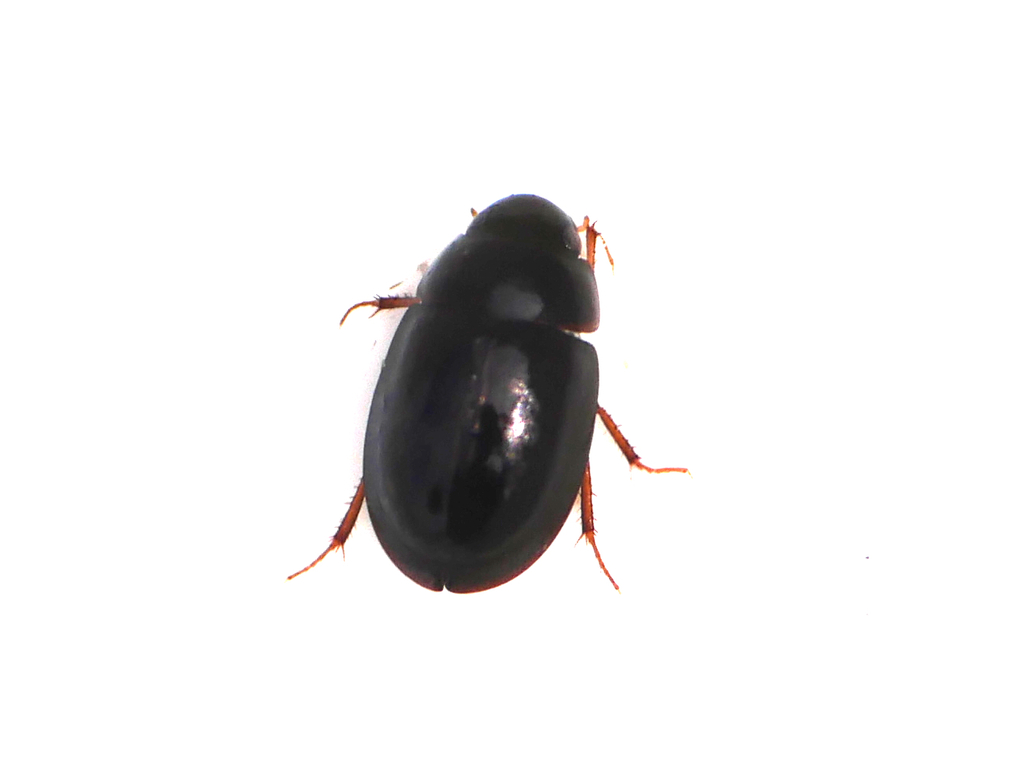 Bembridge Beetle