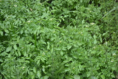 Nasturtium officinale