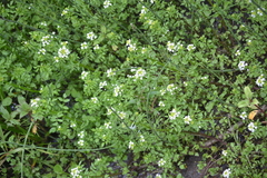 Nasturtium officinale