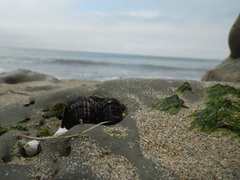 Mytilus californianus