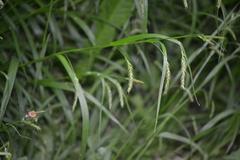 Carex sylvatica