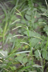 Carex sylvatica