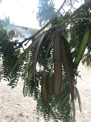 Leucaena leucocephala