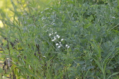 Baptisia alba macrophylla