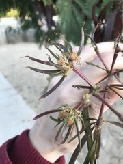 Leucaena leucocephala
